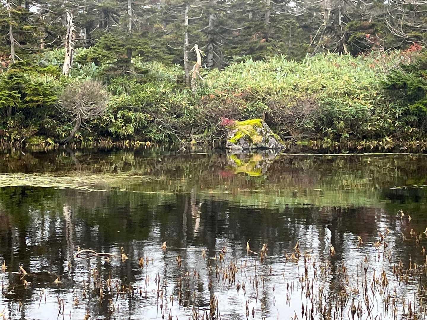 裏岩手連峰登山口-畚岳-諸檜岳-前諸桧-嶮岨森 往復コースの写真