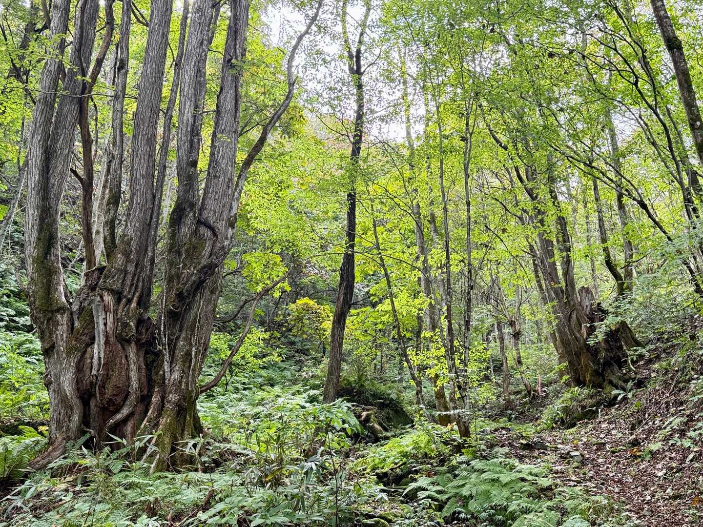 カツラ、次々と現れる巨木に度々足止め。完全にペースは観察会モード