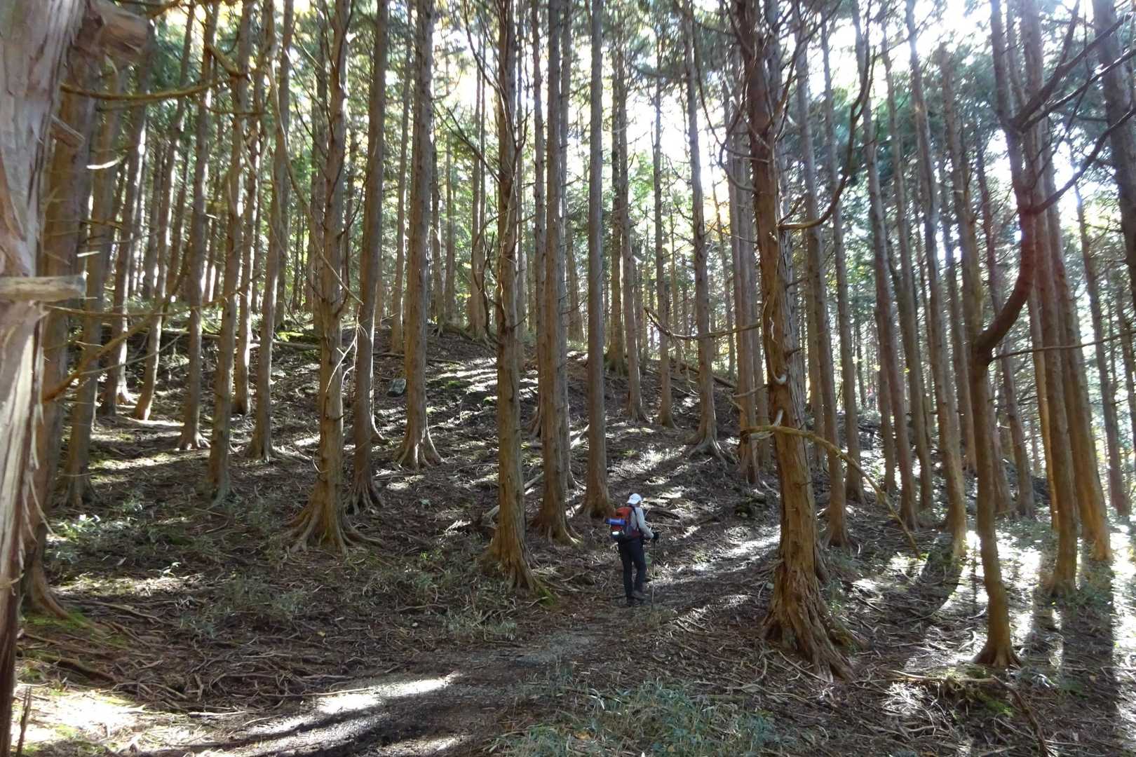 さて沓掛山目指して西山越えへ