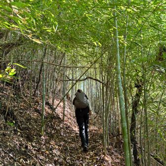 やっと穏やかー竹林トンネル🟢