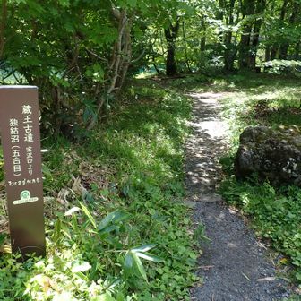 ドッコ沼の園地の中へ。
秋の気配はまだ。
沼はコバルトっぽい良い色