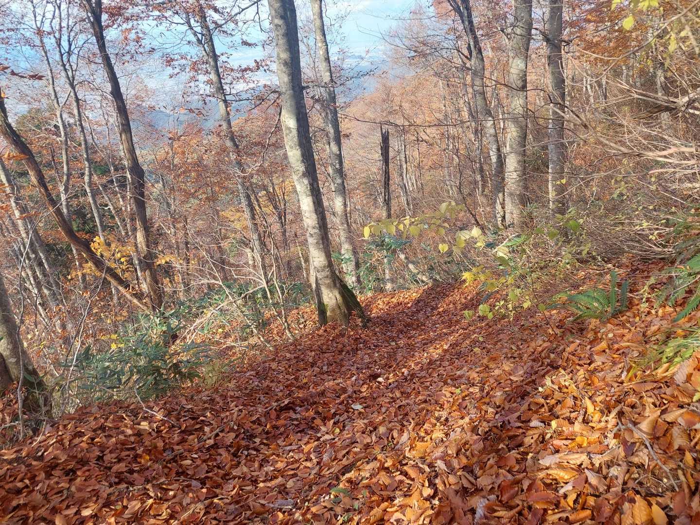 落ち葉🍂