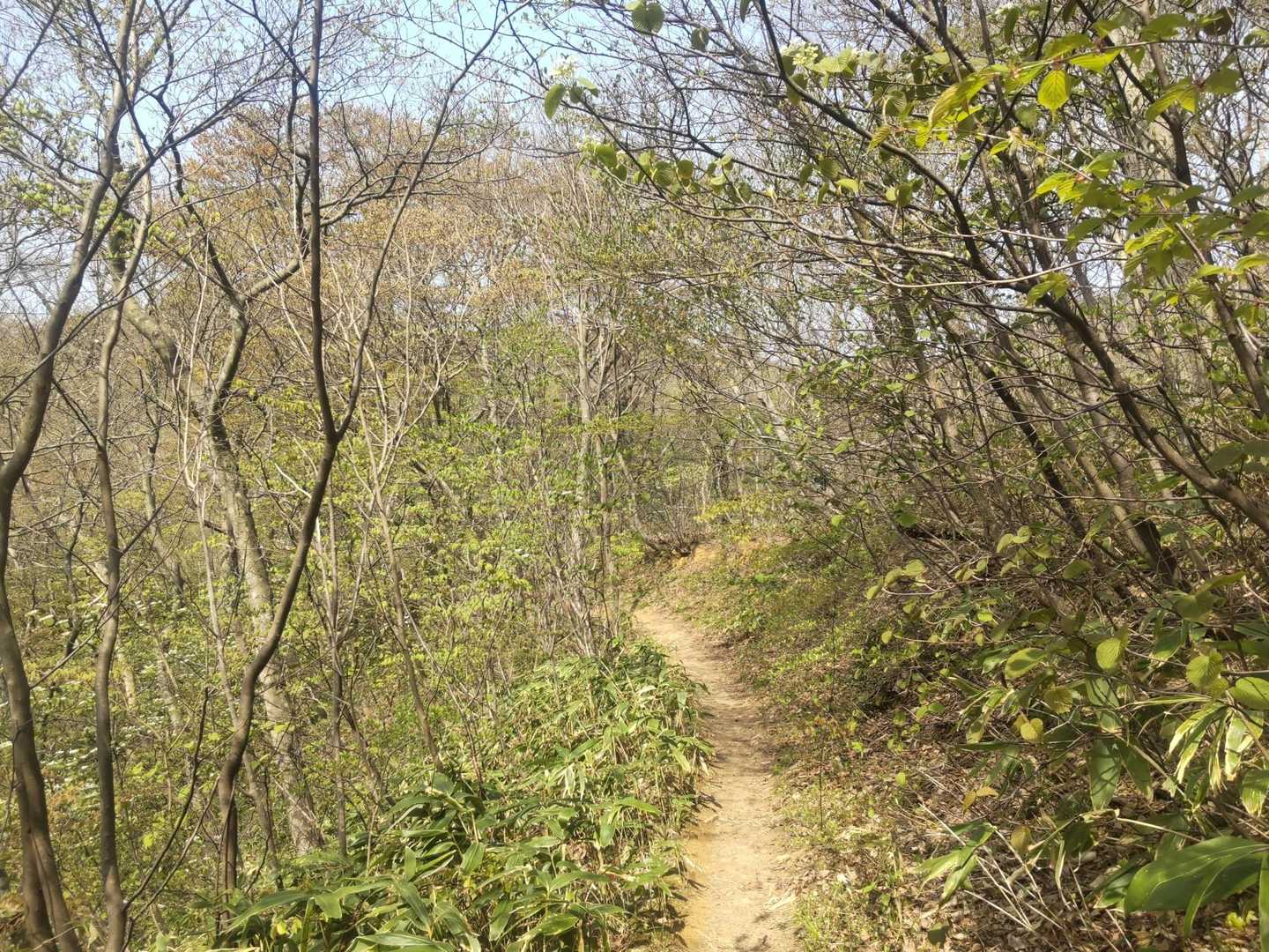 芽吹いてきてます🌿