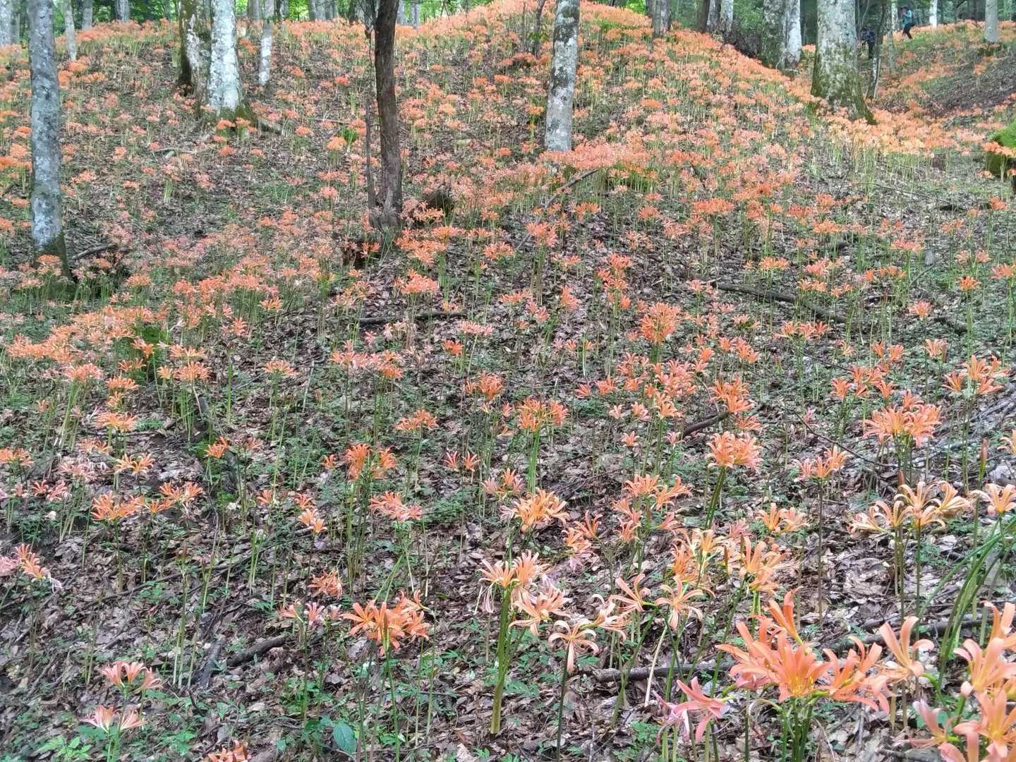 オオキツネノカミソリ〜🦊🌼