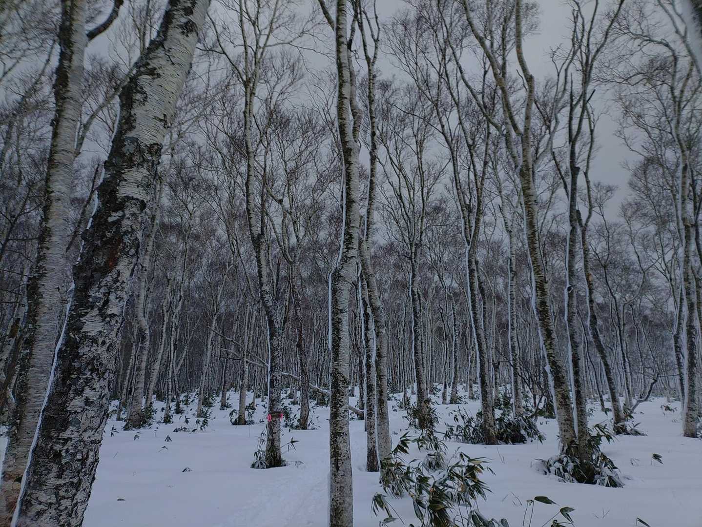 曇天だが美しい
hirohiroさんとがままさんとバタリ
また写真撮るの忘れました😭
ホント学習出来てないね〜😅