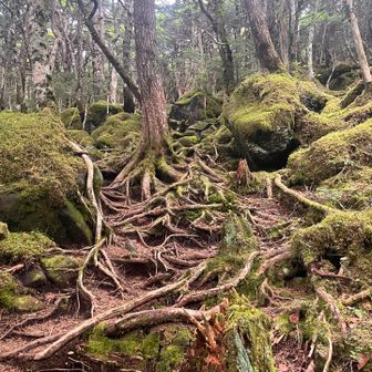 八ヶ岳っぽくなってきた