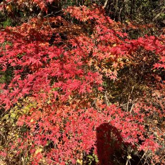 しっかり紅葉してる🍁✨
