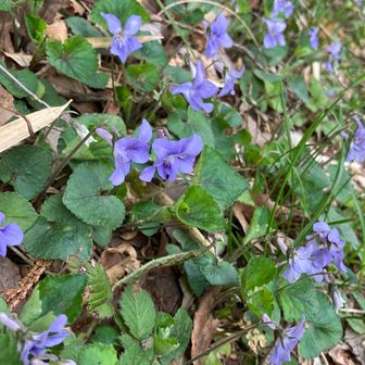 ここのタチツボスミレは、色がちょっと濃いめ💕