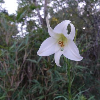 登山口近くにユリ。