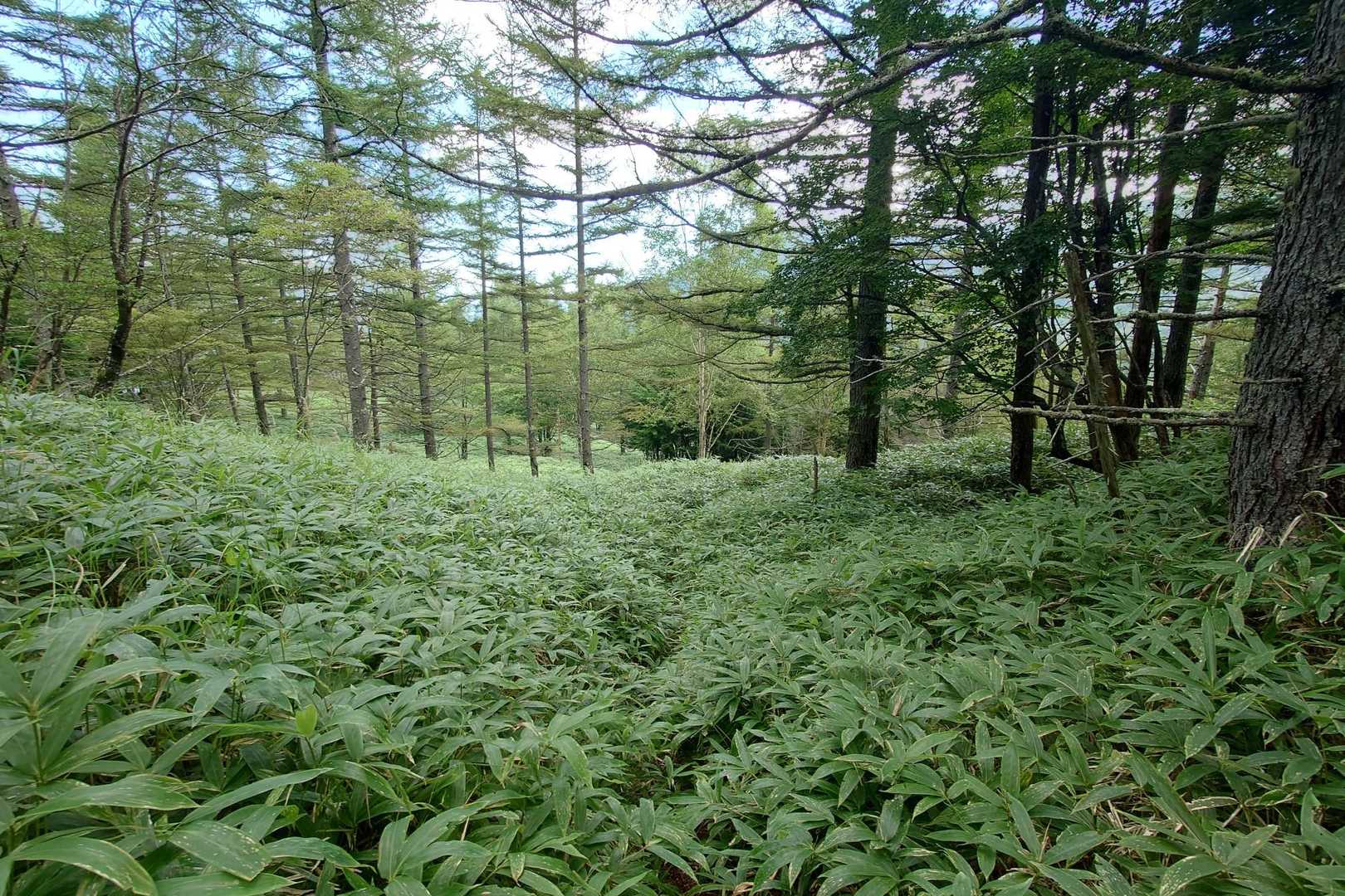 下りは長い笹原漕ぎ