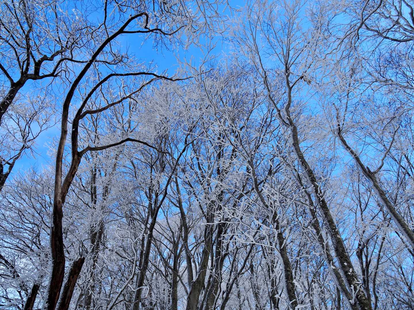 霧氷と青空❗️イメージ通りの登山道にルンルン🎶で登れます。