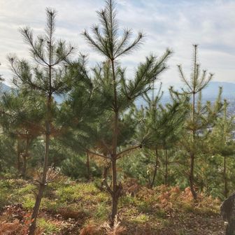 山頂付近は松の子供たちがいっぱい！！
これから何年もかけて、立派に成長していくんでしょうね♪♪