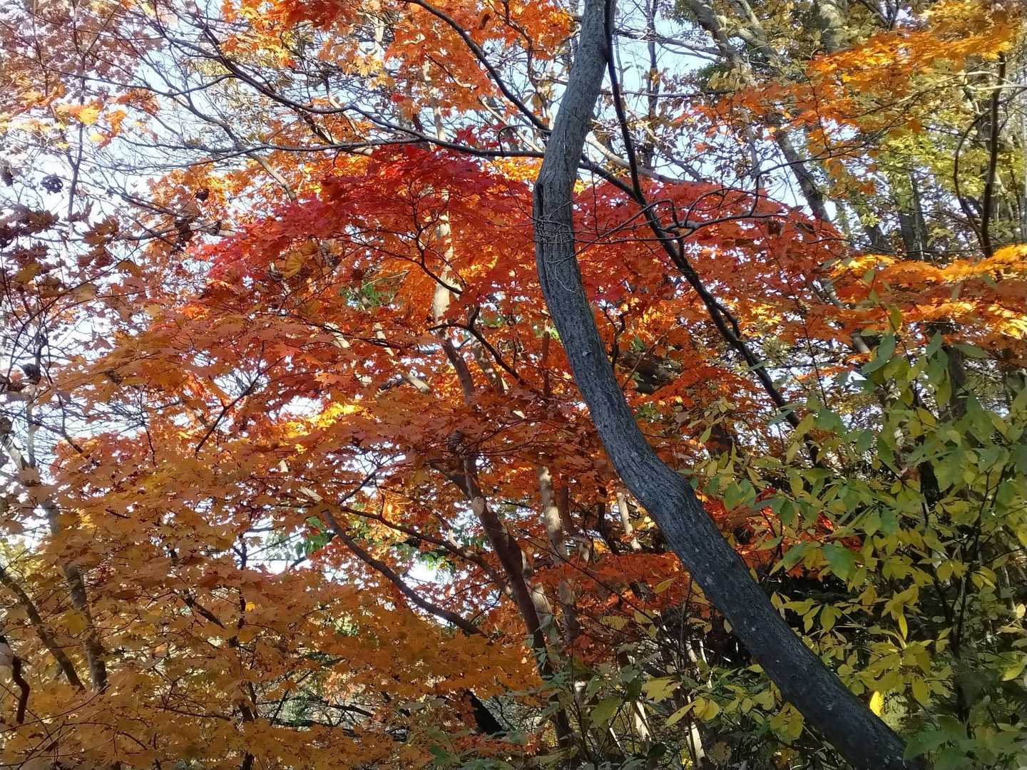 大平山 周回コースの写真