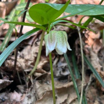 コシノコバイモ