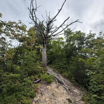 子供達と登った時は何故かここで怖くなって下山したなぁ😅