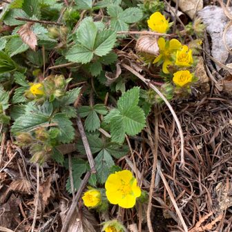 キンバイ？　キジムシロ？