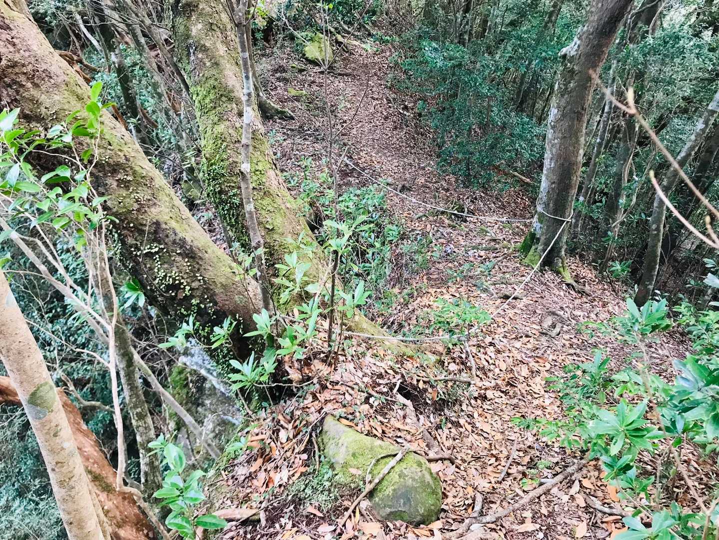 左側はキレ落ちてガケ😅怖いので写真は無し。