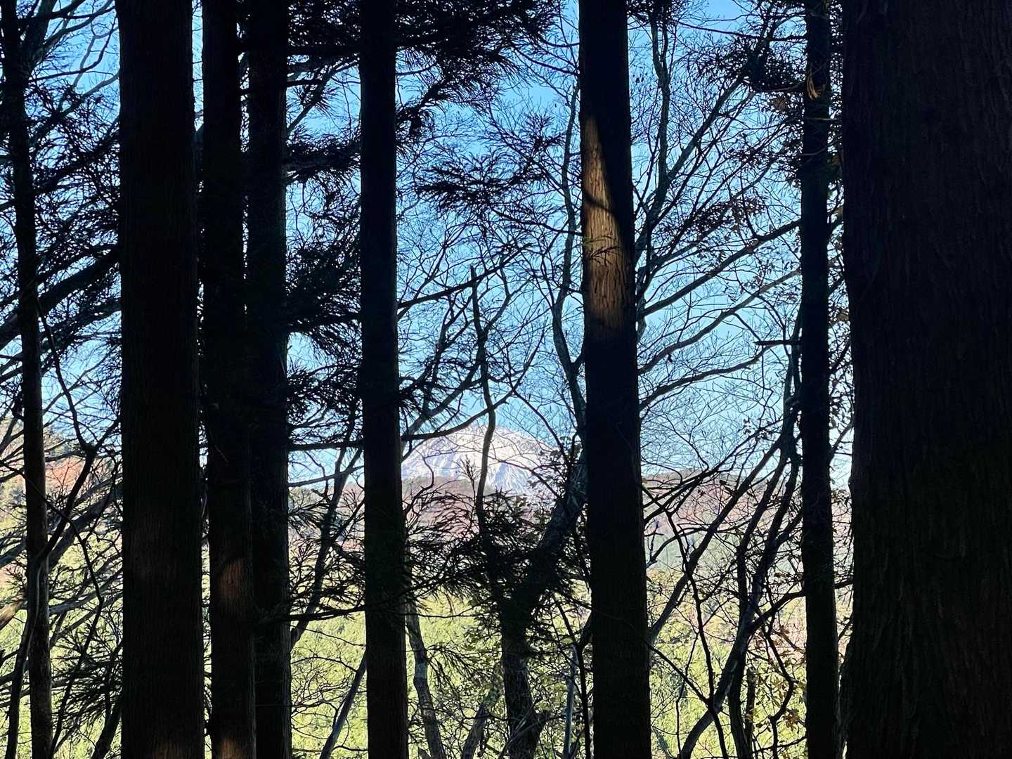 あ、富士山が杉林の隙間からうっすら見えました🗻