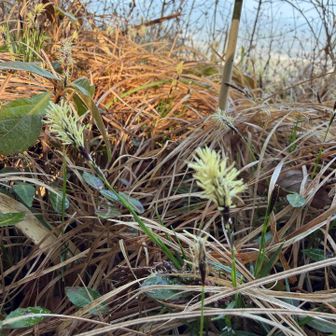 箒みたいな可愛いお花が
いっぱい咲いてました