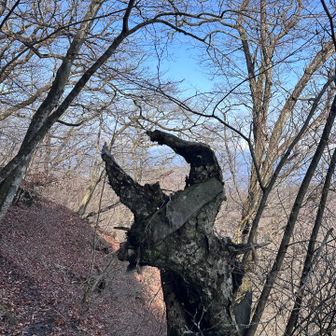 岩が完全に木に飲み込まれてる…クワガタ！