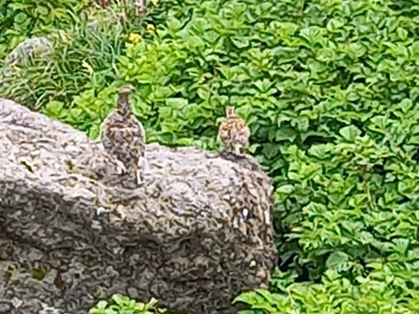 雷鳥さん😍