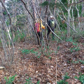 藪の中進みます。
ただし、踏み跡画のかります。