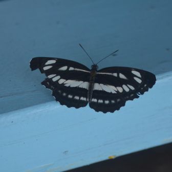 空色のベンチで蝶もひと休み