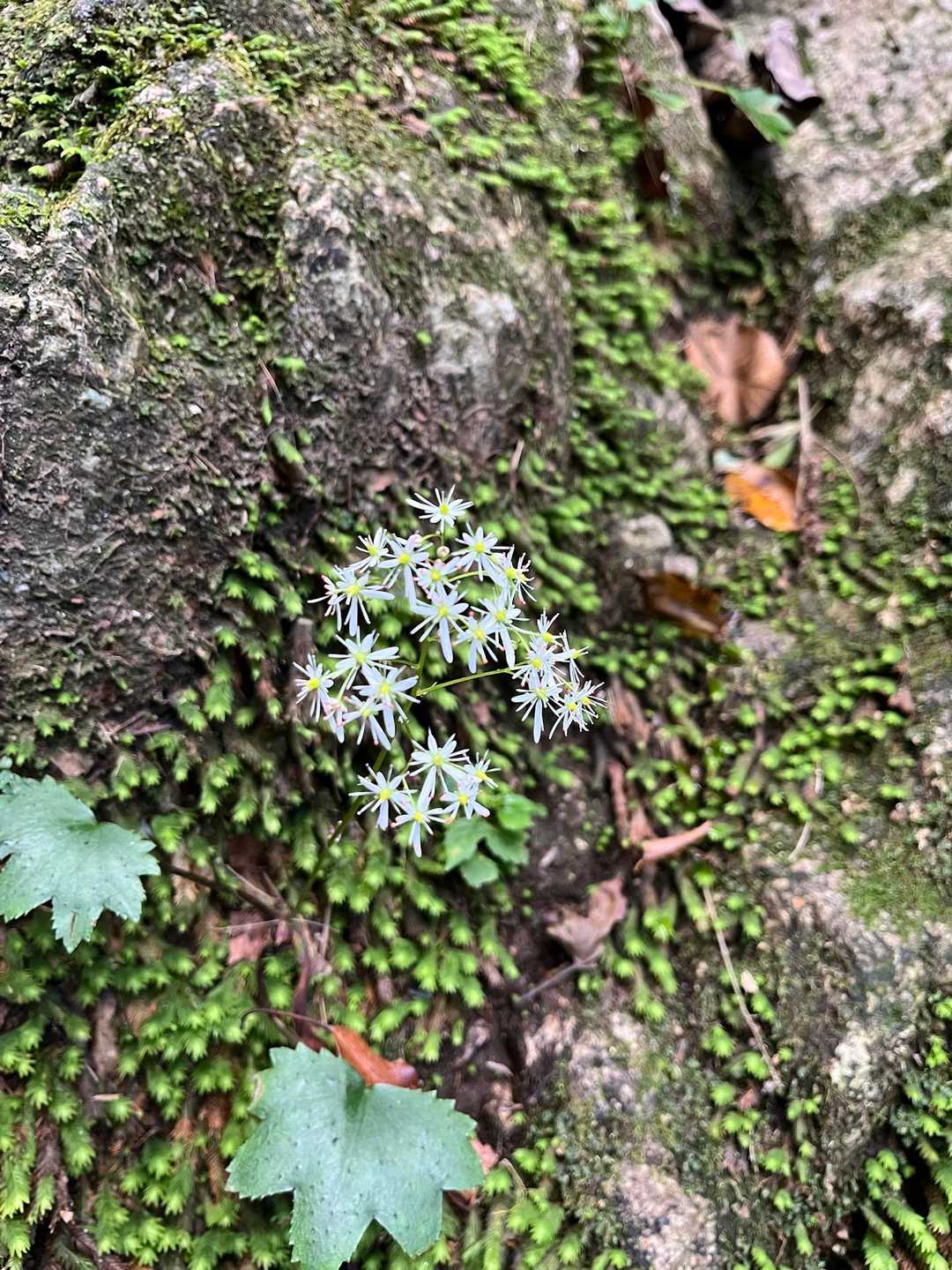 かわいいお花あり