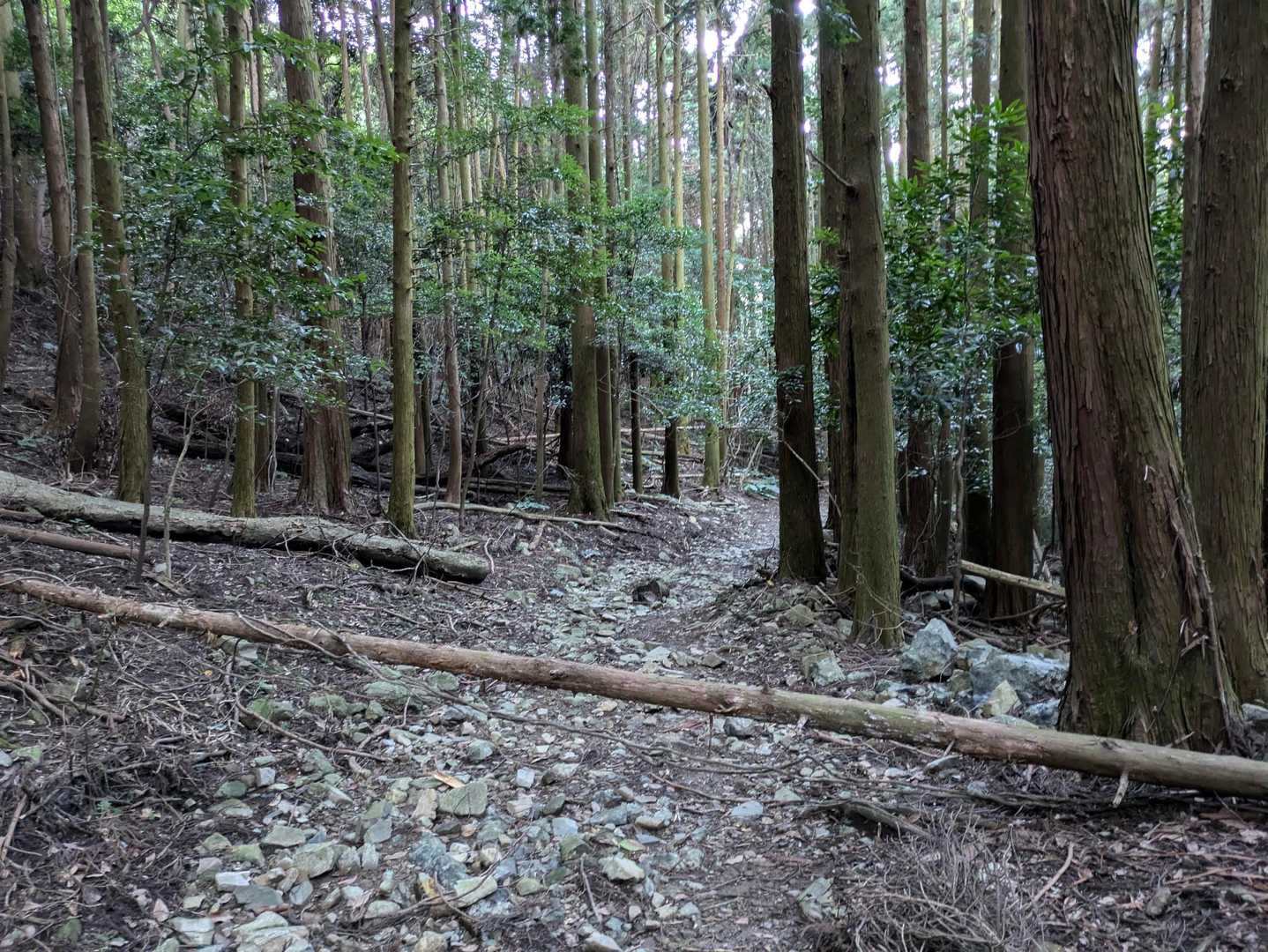 20mぐらいの倒木🌳
前回は無かった😔