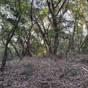 龍王山の山頂は眺望なし。残念。