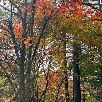 わかりづらいですが、登山口あたりは紅葉シーズン