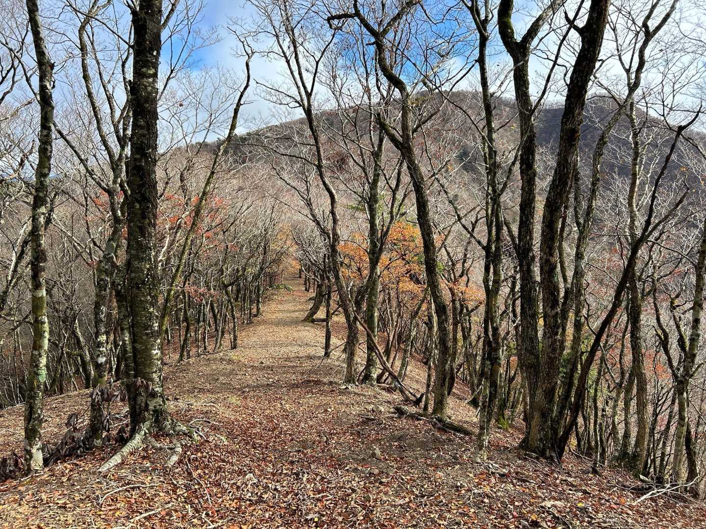 歩きやすい尾根が続く😃