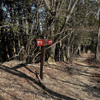 尾根に乗ると、歩きやすい道。