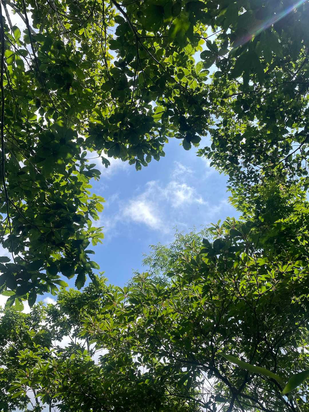 御坂峠-高賀山 往復コースの写真