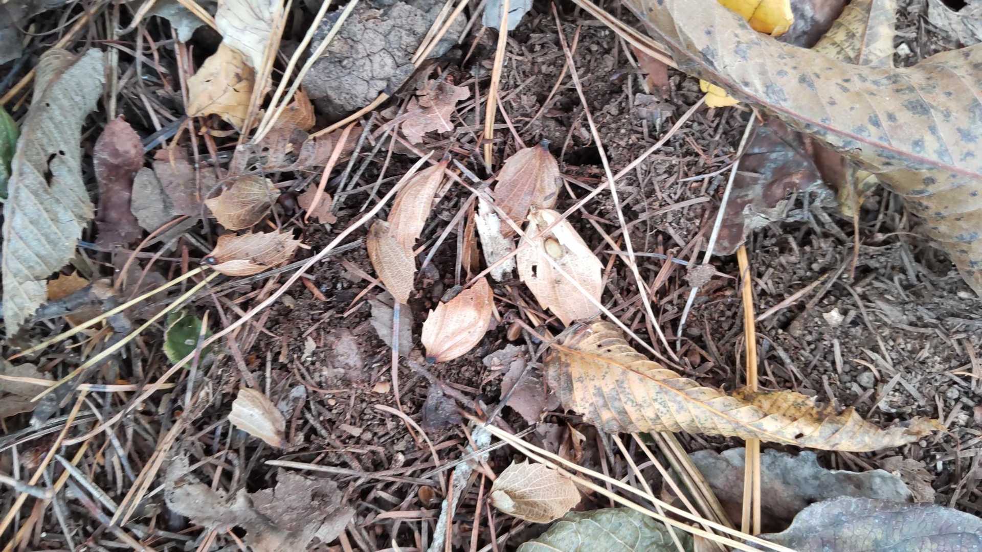ブナの実、空っぽですね。ヤマグリのイガがいっぱいあったところも、🌰の実は一つも落ちていませんでした。