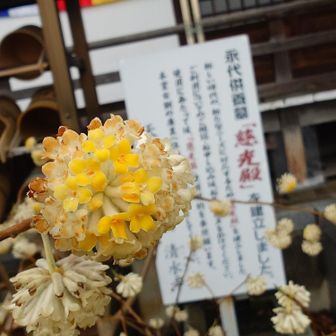 清水寺🛕のミツマタ②