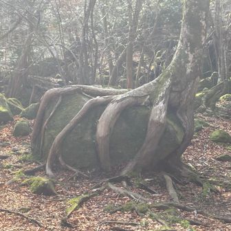 木に掴まれた岩