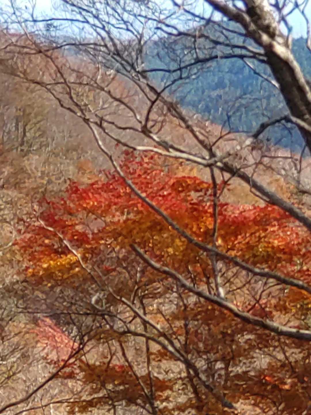 鮮やかに紅葉しています🍁