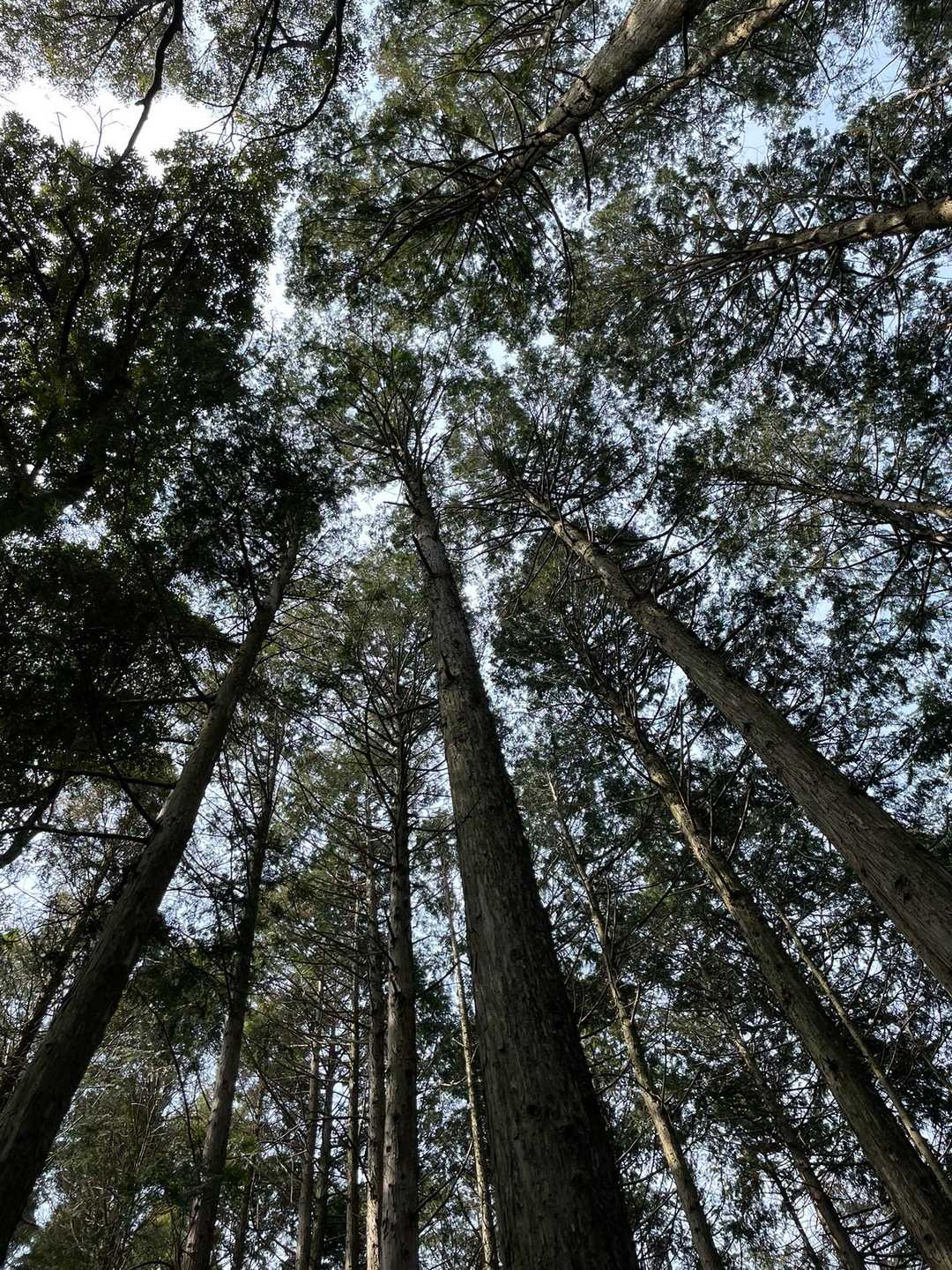 見上げたら癒される🌳