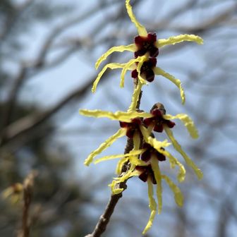 よく見ると👀
真ん中の赤い花❤️から黄色い手がのびてる🫲🫱