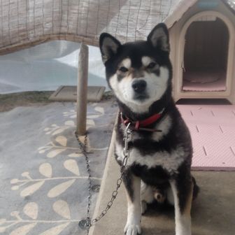 黒柴散歩おやじ