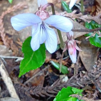ナガバノスミレサイシン