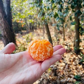 日本一美味しいみかんと、、、