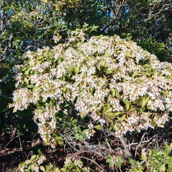 花が少なく 西向きの日に当たる所にしか見えませんでした🤍
雪の多い所で寒かったのでこれからだと思います😊
僕の好きな赤の玉も有りません🔴