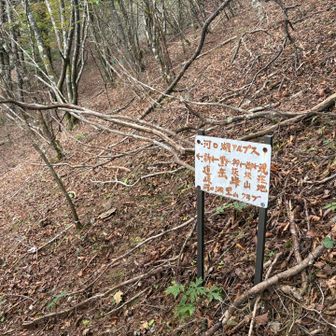 下山は河口湖アルプスで下るよ🎶