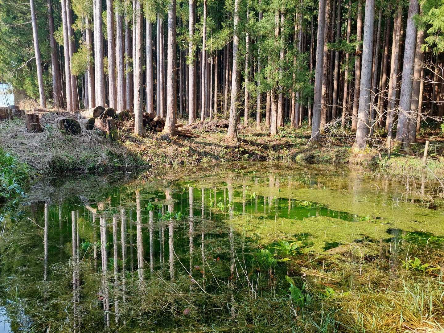 ここは水芭蕉が咲くのかな？
池の中に葉っぱが見えます🌱