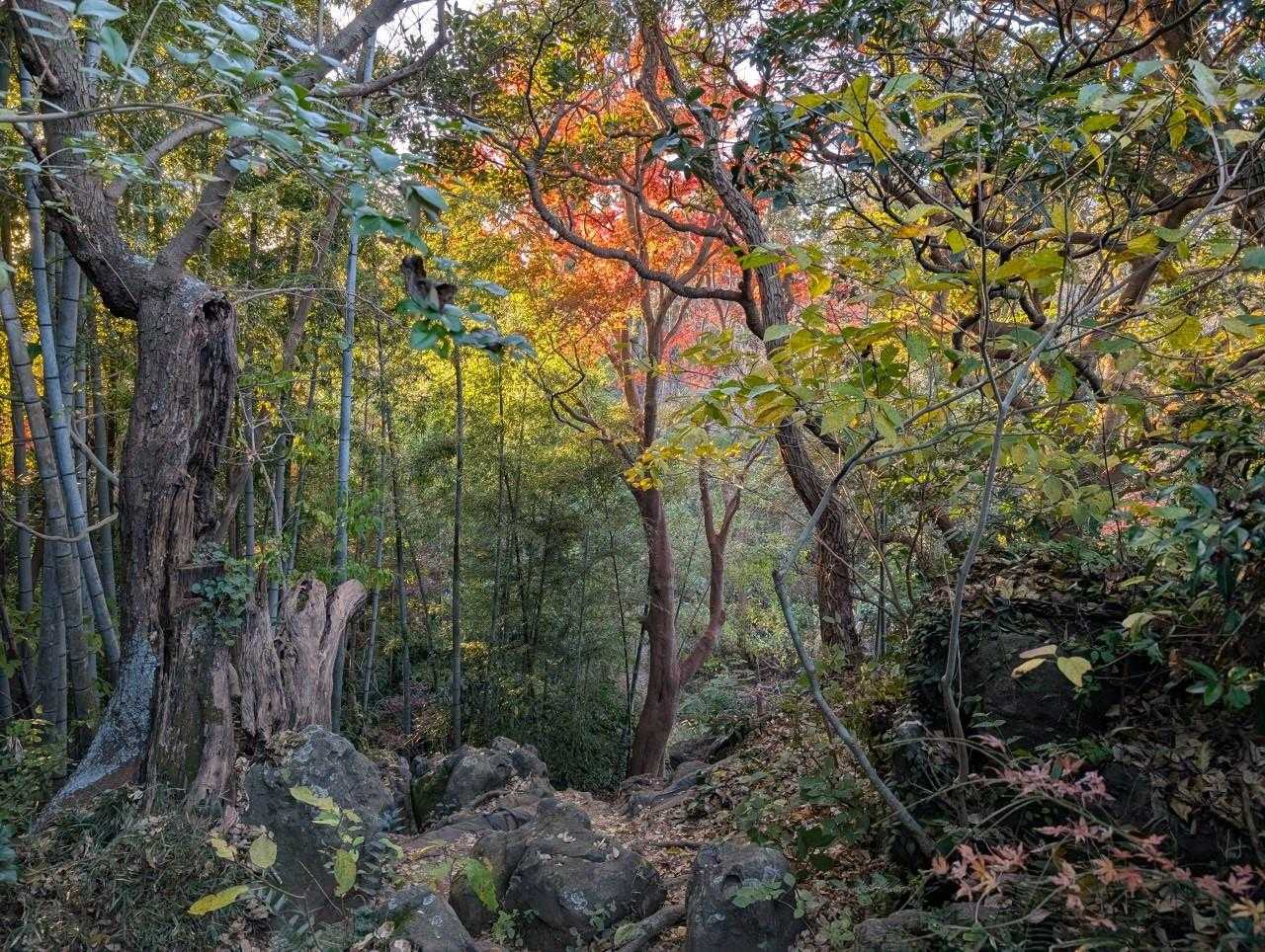 自然も街歩きも堪能！鎌倉の魅力を丸ごと体感できる天園ハイキングの写真