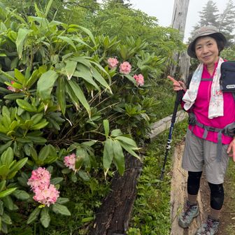 アズマ石楠花？