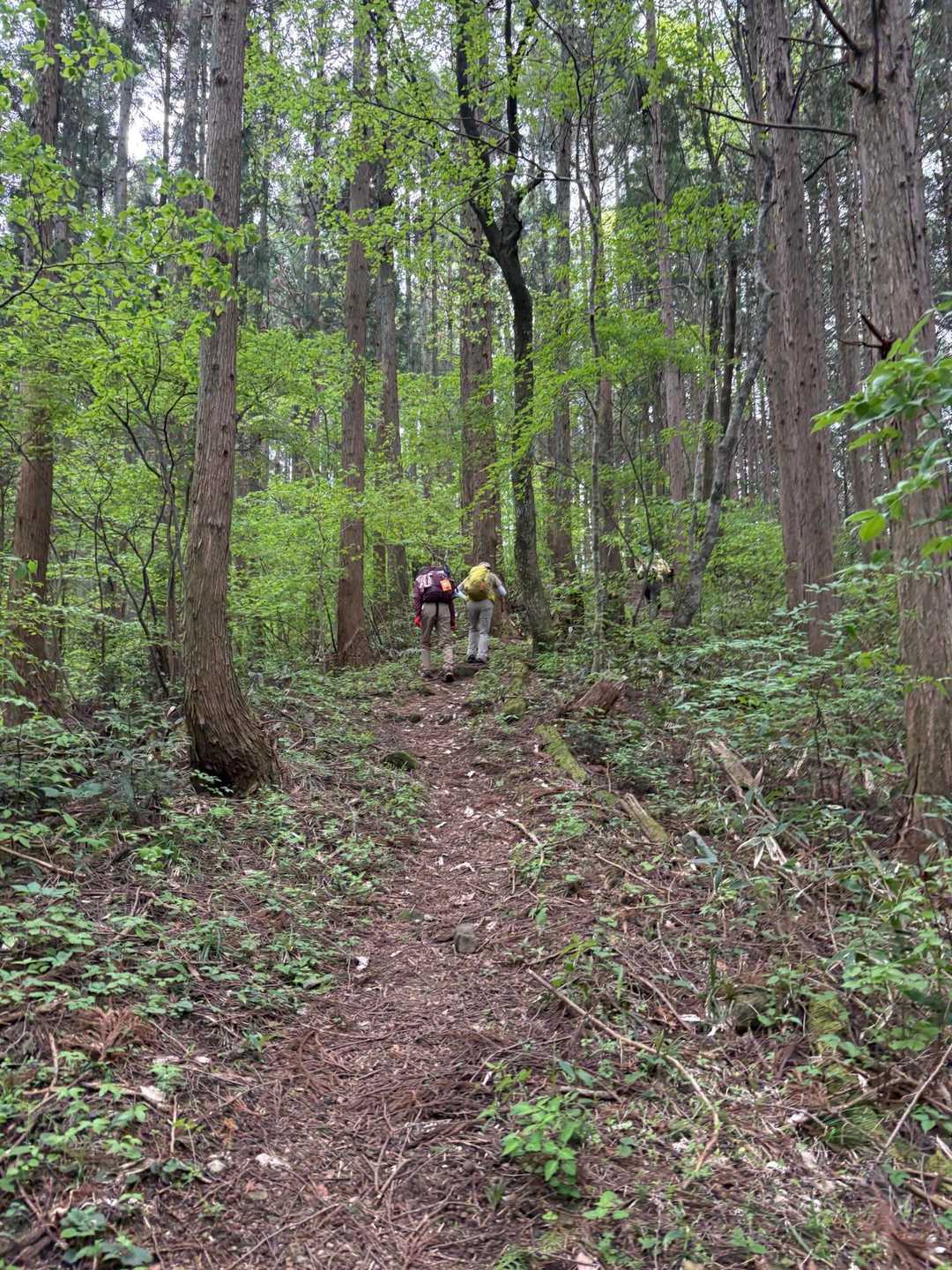 天上山登山口-天上山 往復コースの写真