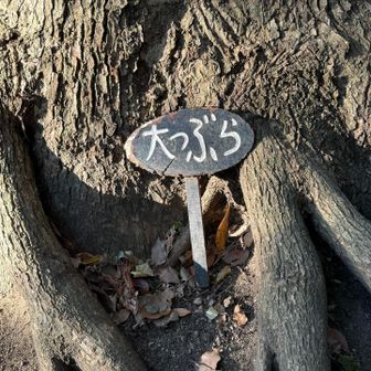 大つぶら登頂⛰️